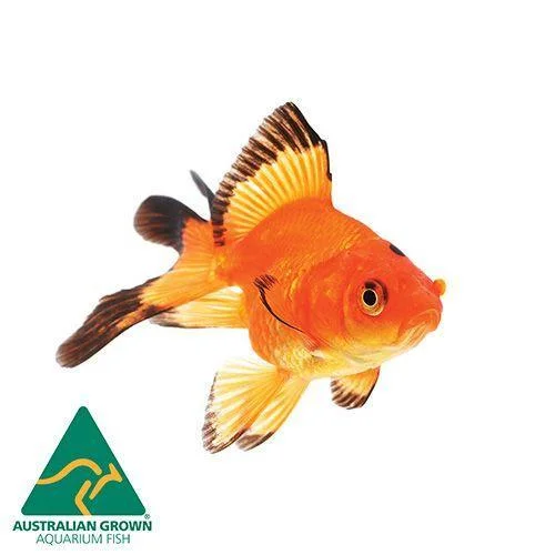 - Deodorizing cat litter tofu litterGoldfish Fantail Large (9cm)